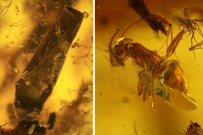 mm Fossil Ant (Formicidae) With Leaves In Baltic Amber #123417